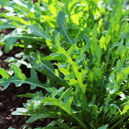 Rocket Salad Leaves Seeds