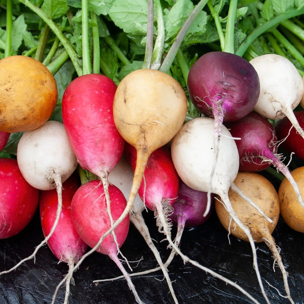 Radish Blush Mix Seeds