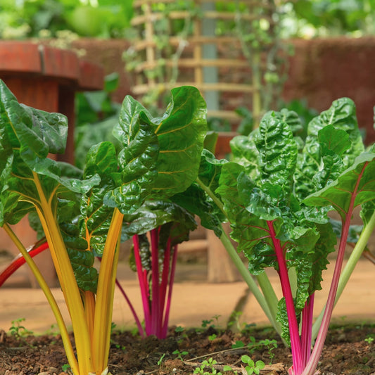 Swiss Chard Multi Coloured Seeds