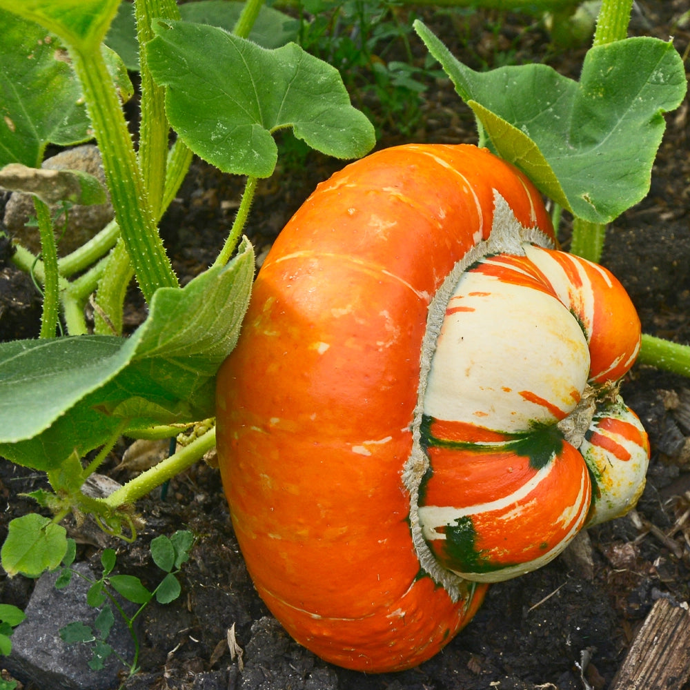 Squash Turkish Turban Seeds