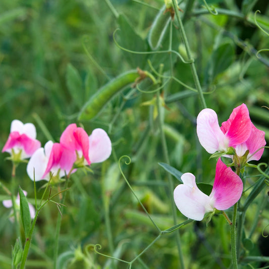 Sweet Pea Cupid Mixture Seeds