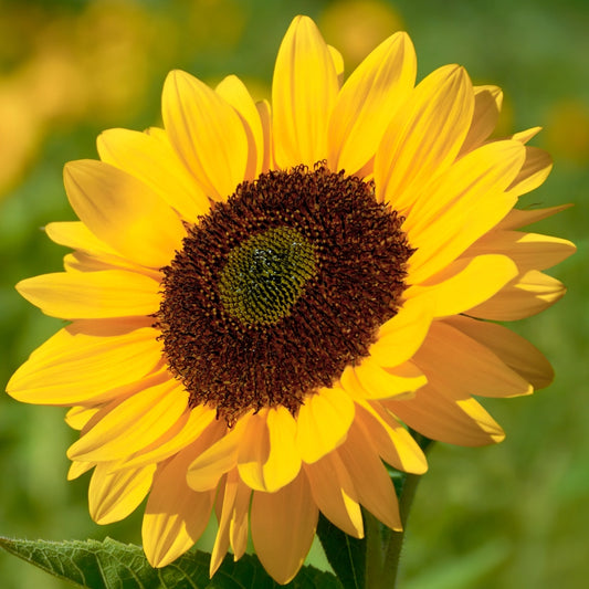 Sunflower Russian Giant Seeds