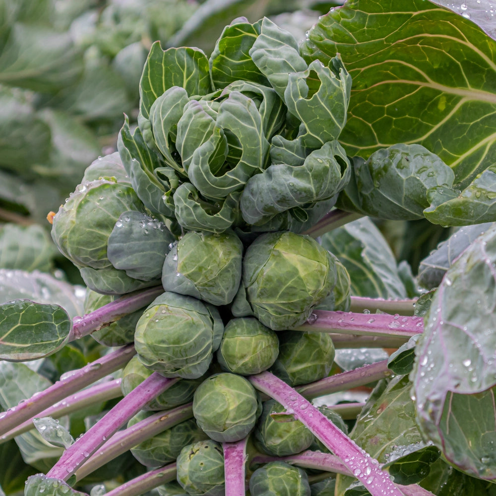 Brussels Sprouts Seeds