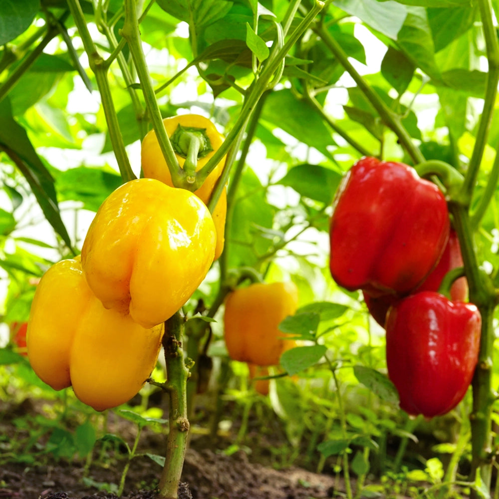 Sweet Pepper California Wonder Seeds