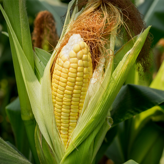 Sweet Corn Seeds