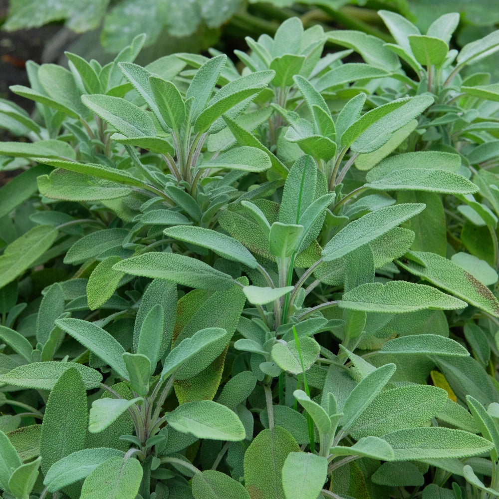 Sage Seeds