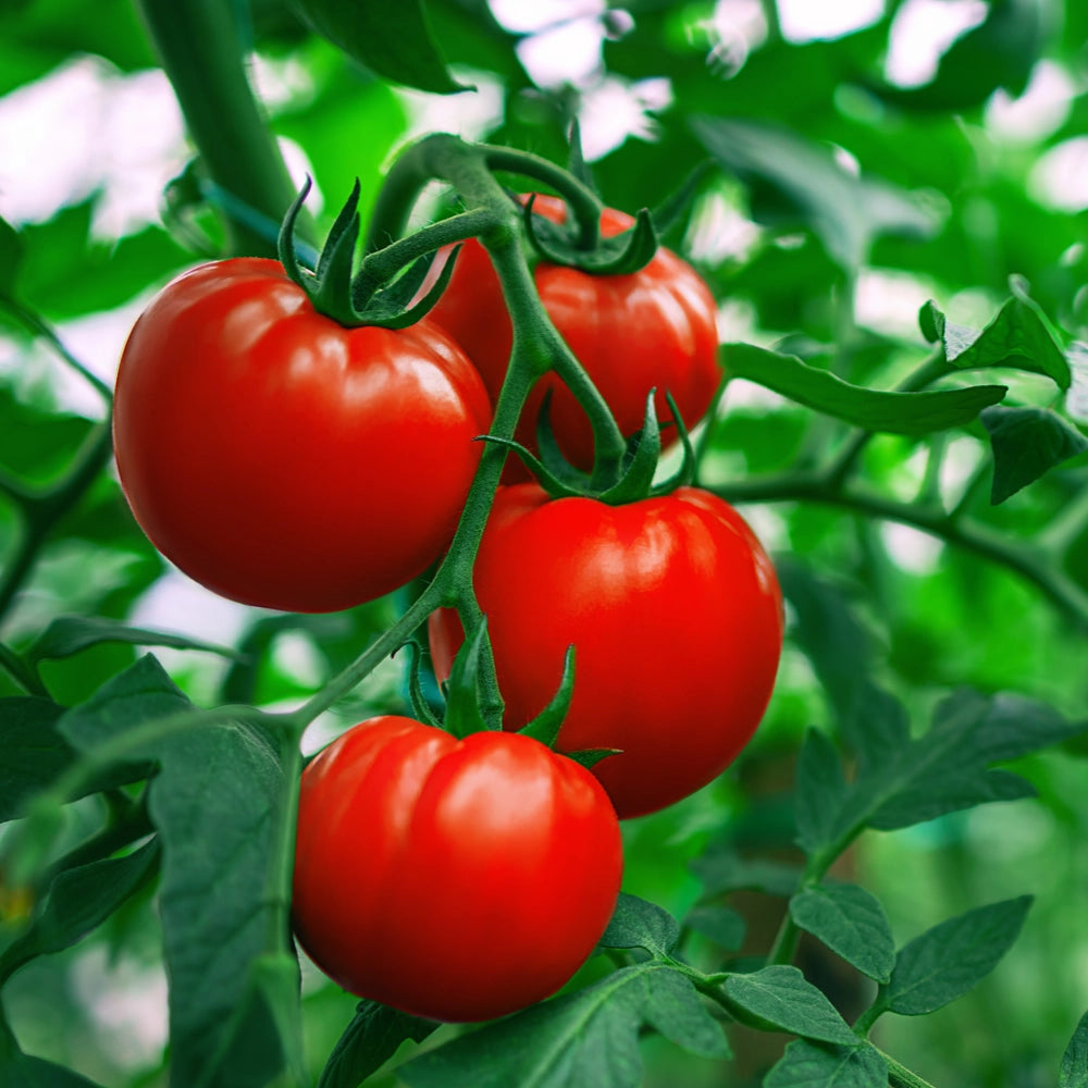 Tomato Moneymaker Seeds