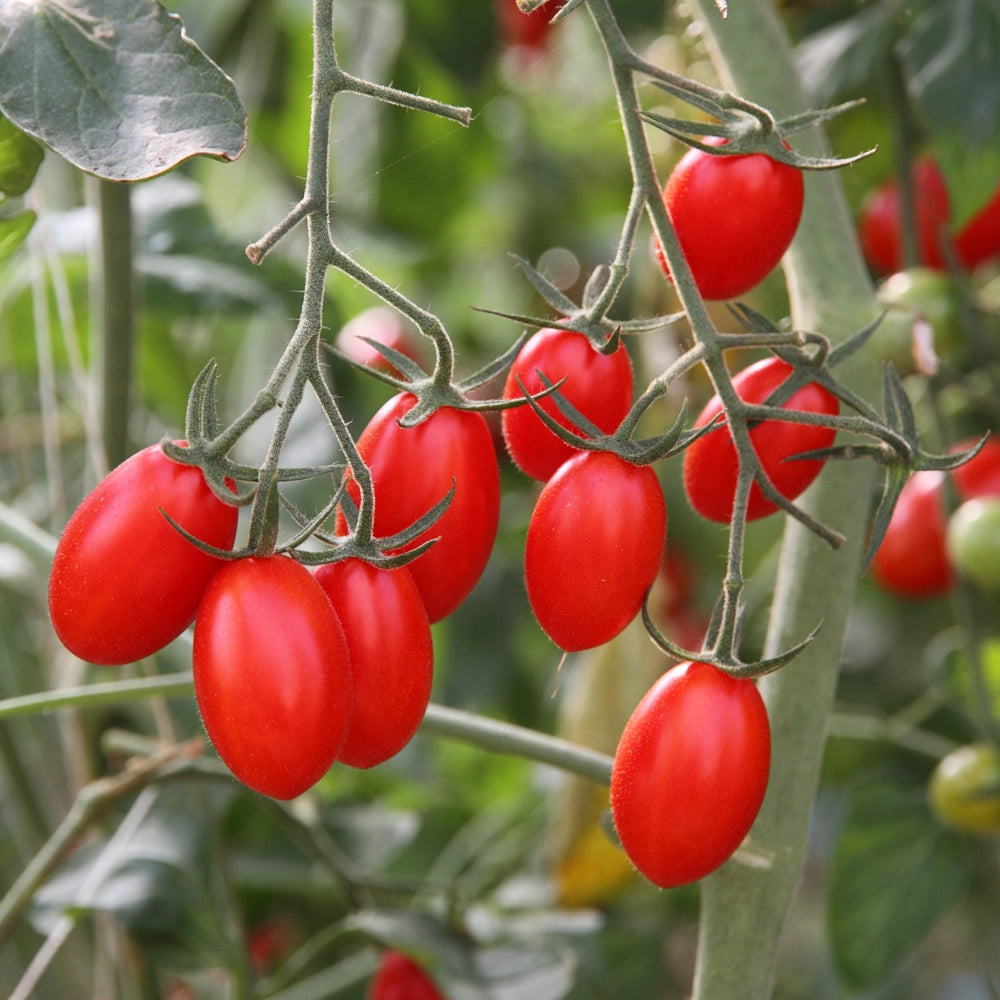 Tomato Plum Roma Seeds