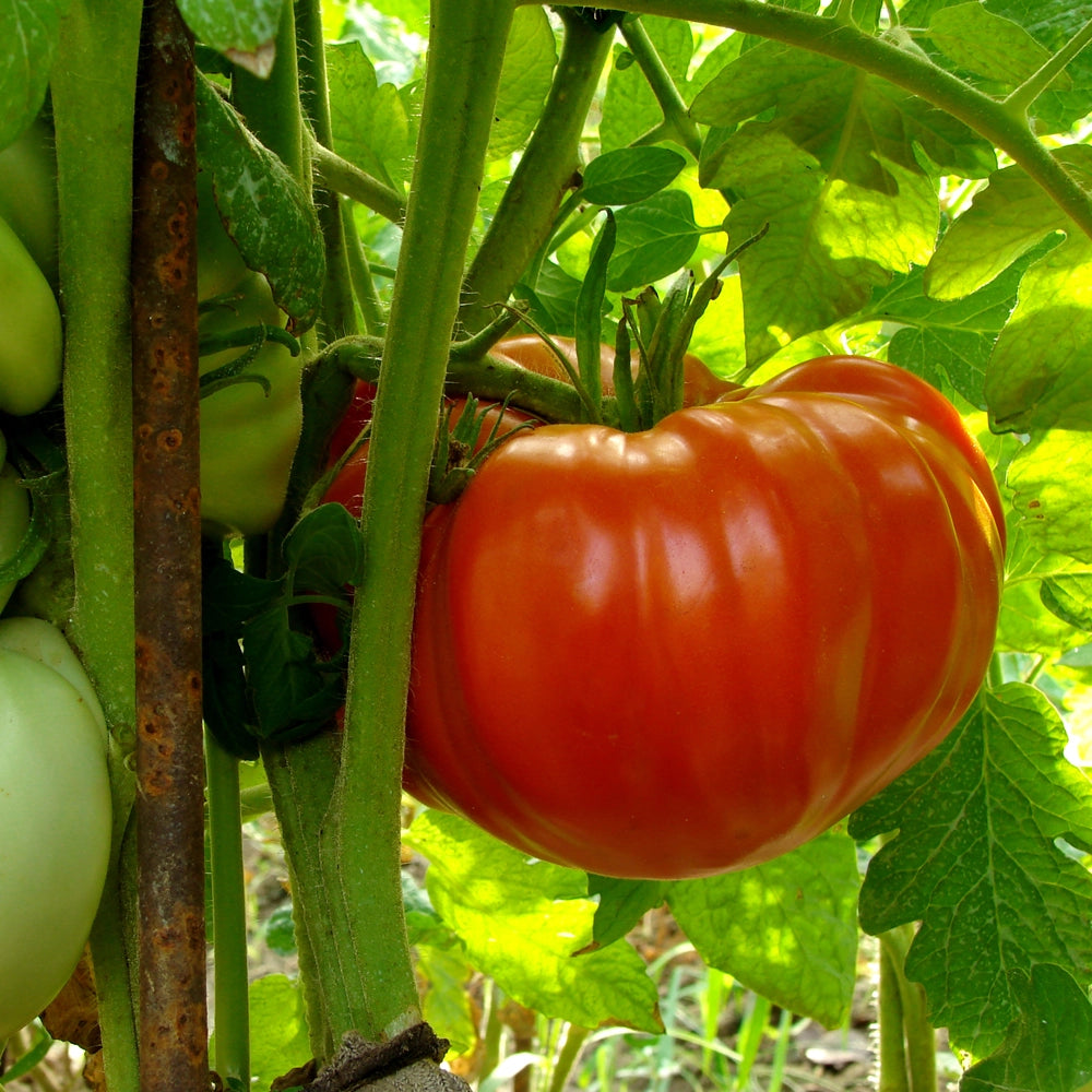 Tomato Beef Type Seeds