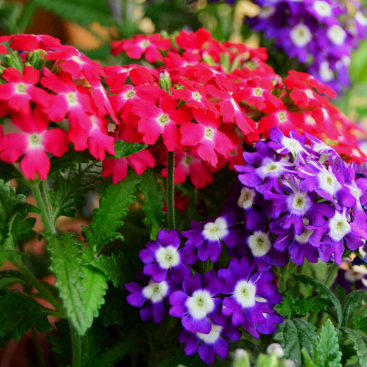 Verbena Sparkle Mixture Seeds