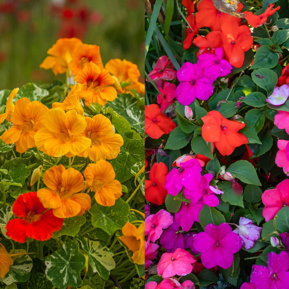 Nasturtium Trailing Mix & Busy Lizzie Baby Mix Seeds