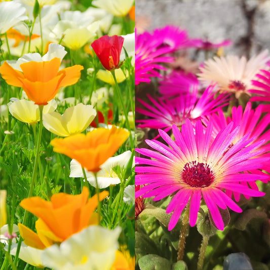 Poppy California Mix & Livingstone Daisy Seeds