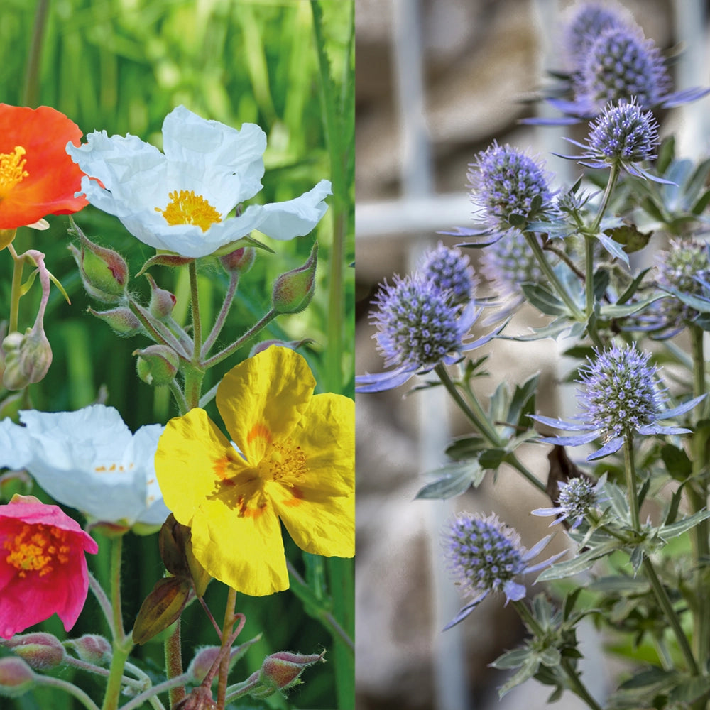 Rock Rose (Helianthemum) & Sea Holly (Eryngium Planum) Seeds