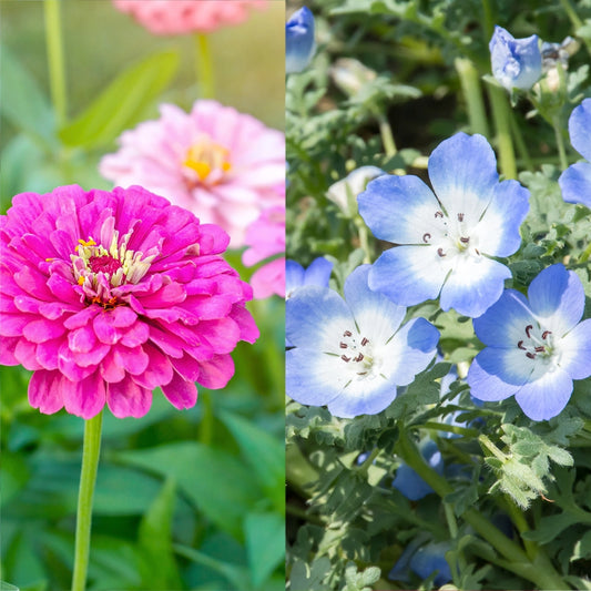 Zinnia Elegans & Baby Blue Eyes (Nemophila) Seeds