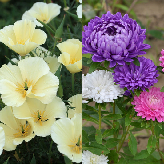 Californian Poppy (Eschscholzia) Mixture & China Aster (Callistephus) Seeds