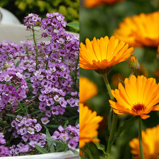 Alyssum Violet Queen & Pot Marigold (Calendula) Seeds