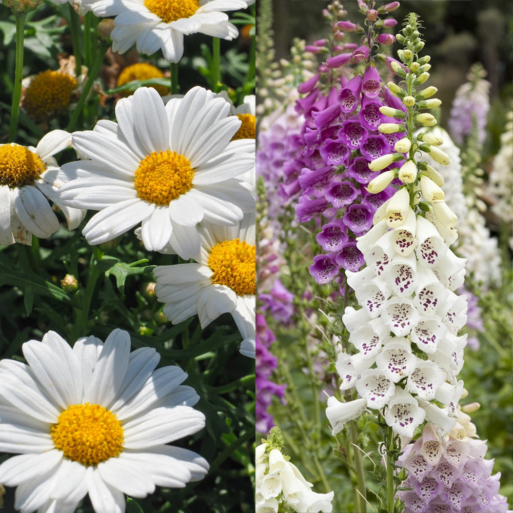 Ox Eye Daisy & Foxglove Mixture Seeds