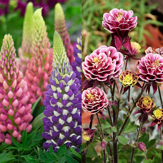 Lupin Mixture & Aquilegia Double Mixture Seeds