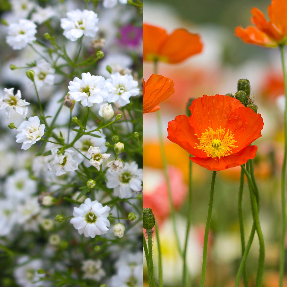 Baby's Breath (Gypsophila Elegans) & Poppy Iceland Mix Seeds