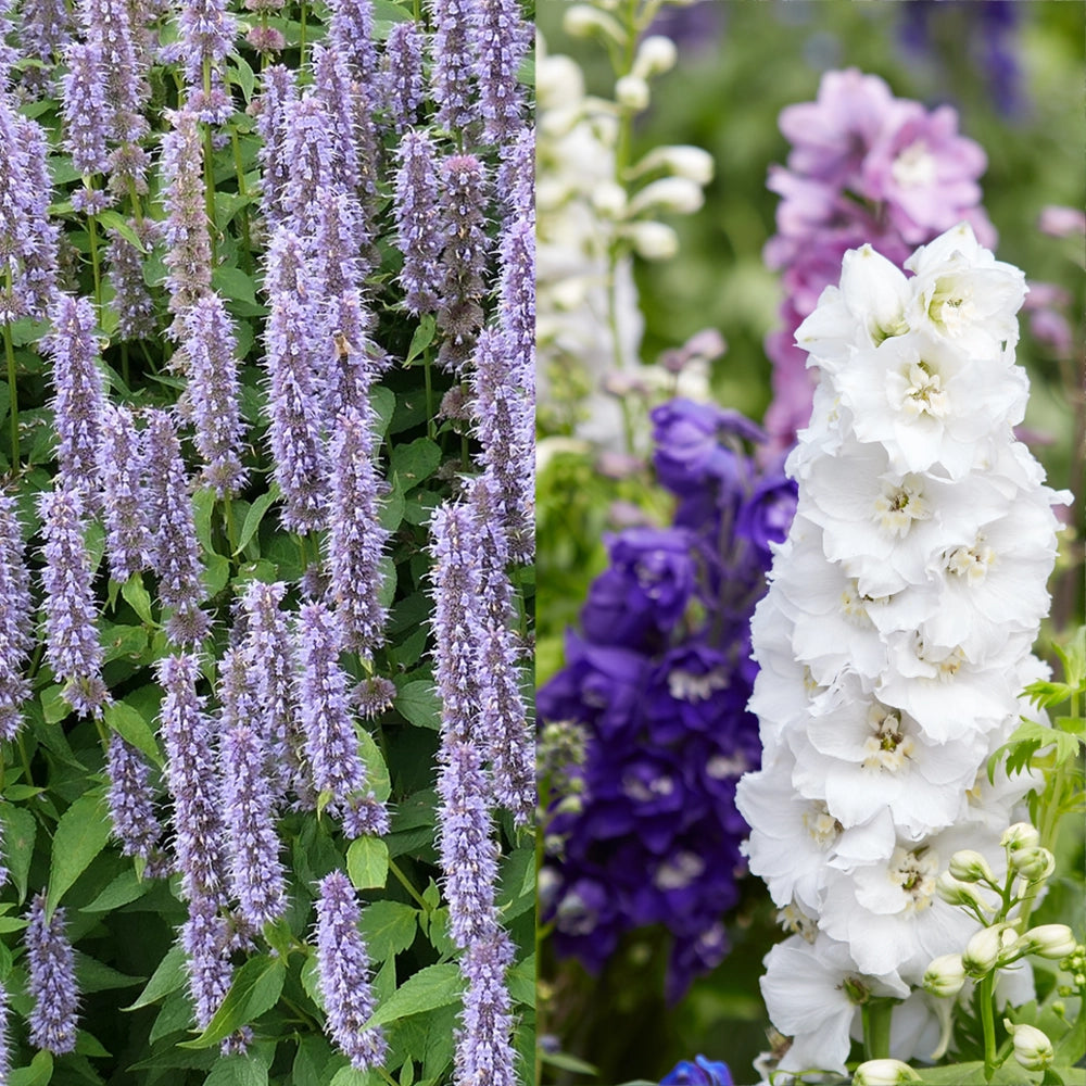 Anise Hyssop (Agastache) & Delphinium Seeds