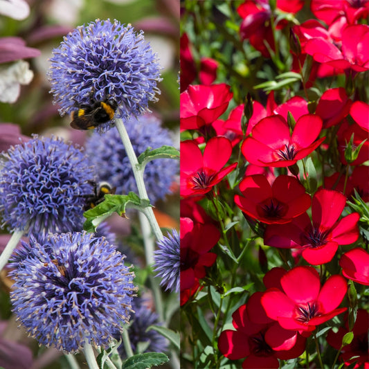 Globe Thistle (Echinops Ritro) & Flax (Linum Grandiflorum) Seeds