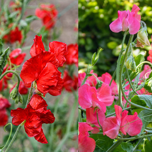 Sweet Pea Royal Crimson & Rose-Pink Seeds