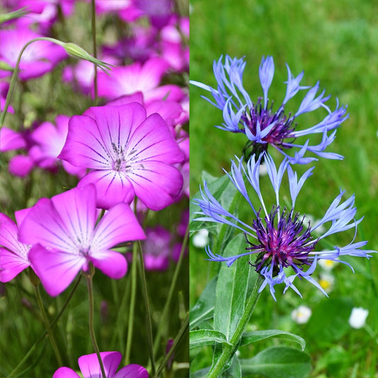 Corncockle (Agrostemma) & Perennial Cornflower (Centaurea) Seeds