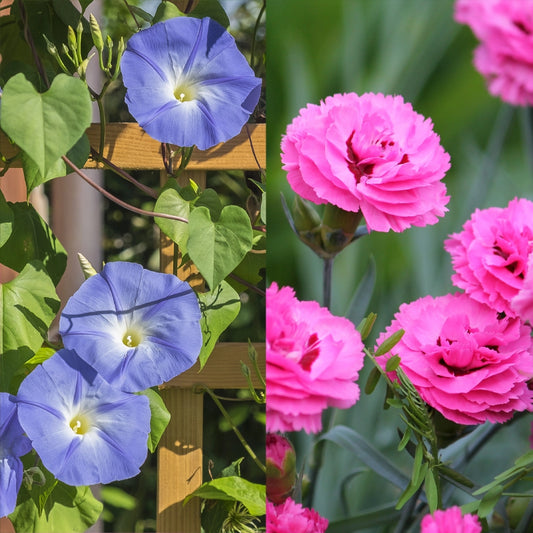 Morning Glory Heavenly Blue & Carnation (Dianthus Caryophyllus) Seeds