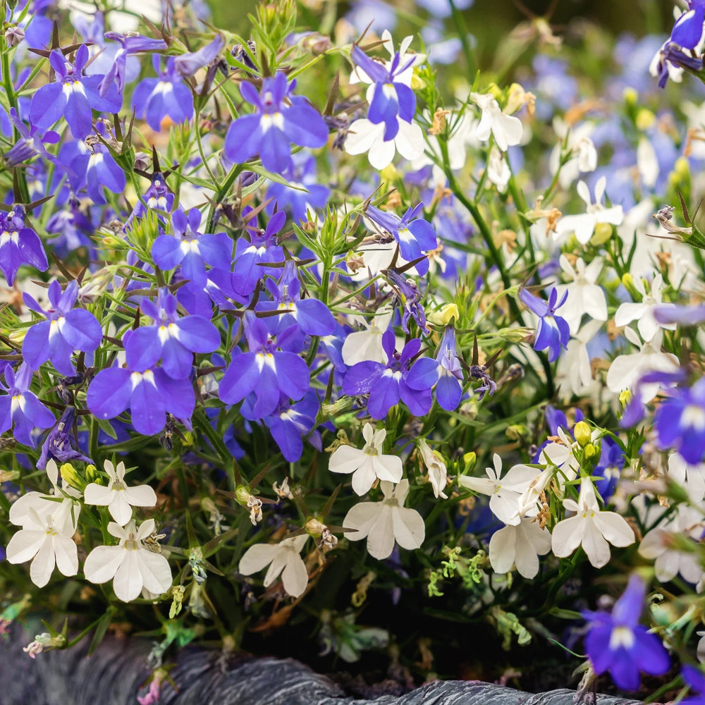 Lobelia Blue & White Mix Seeds & Fertiliser Multicote