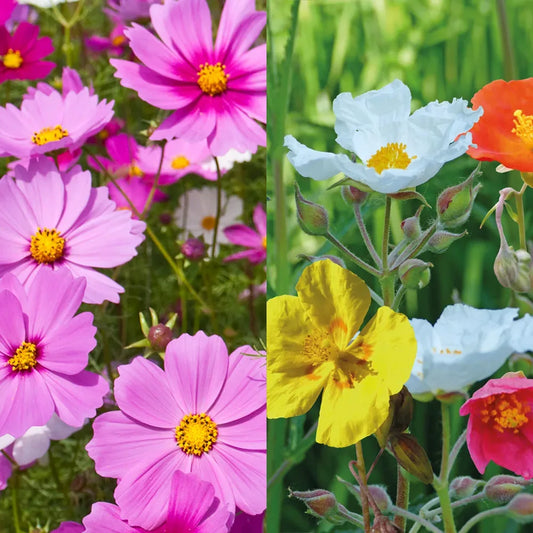 Cosmos Candy Stripe / Rock Rose Helianthemum