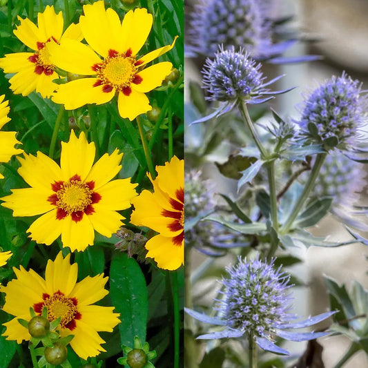 Tickseed Coreopsis/Sea Holly Eryngium