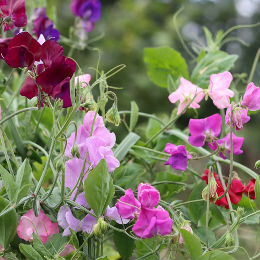 Sweet Pea Giant Wave Seeds x 2