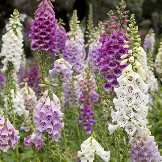 Foxglove Mix Seeds x 2