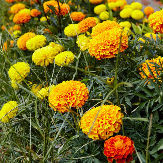 Marigold Mix Seeds x 2