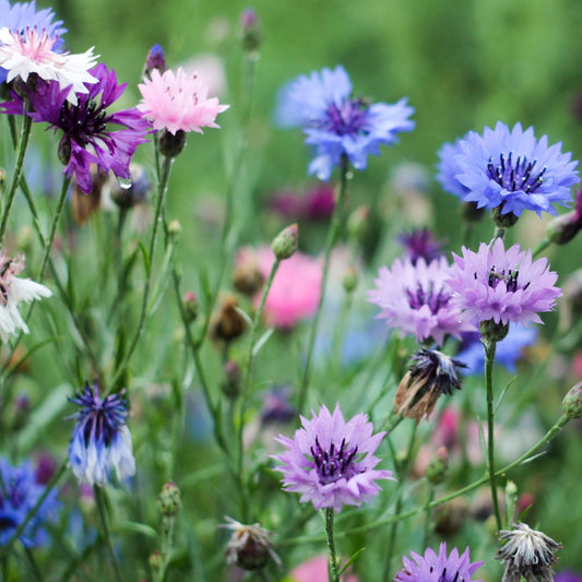 Cornflower Mix Seeds x 2