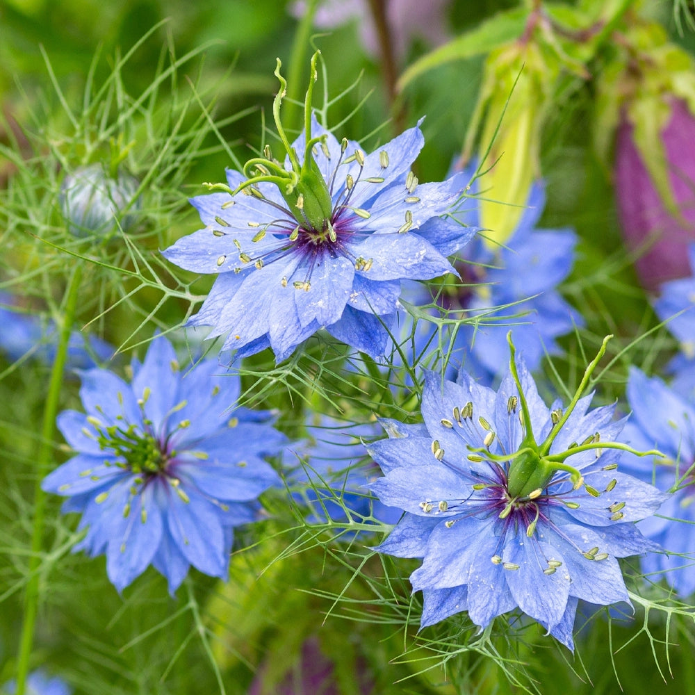 Nigella Seeds x 2