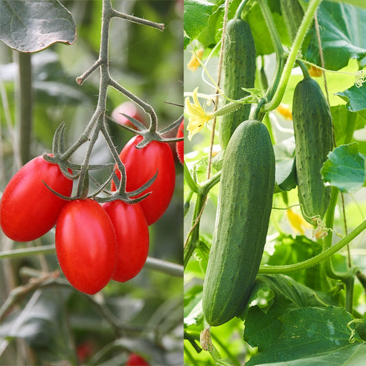 Tomato Plum Roma & Cucumber Marketmore Seeds