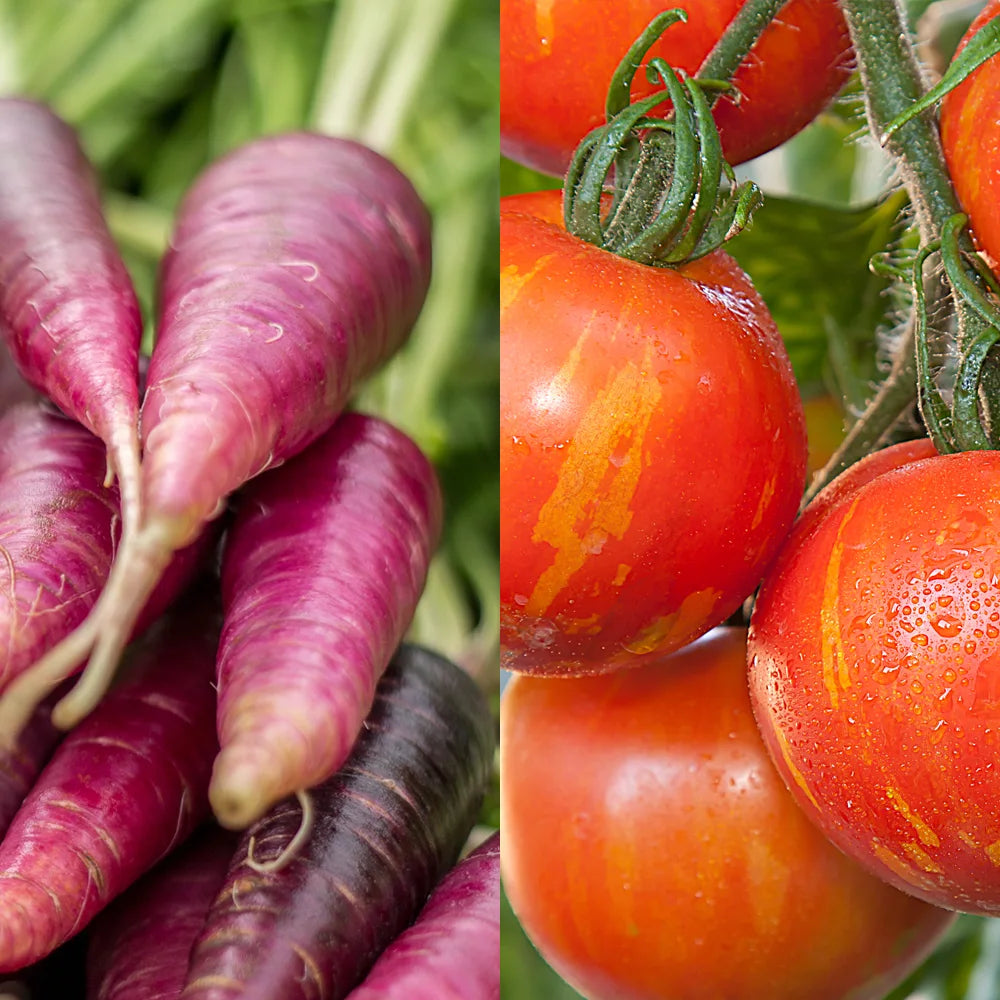 Carrot Purple Haze/Tomato Tigrella