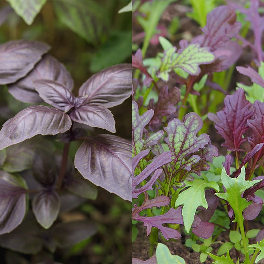 Basil Dark Opal & Oriental Spicy Leaf Mix Seeds