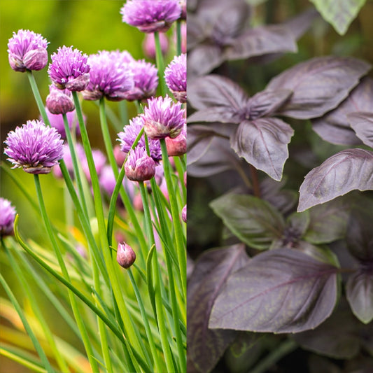 Garden Chives & Basil Dark Opal Seeds