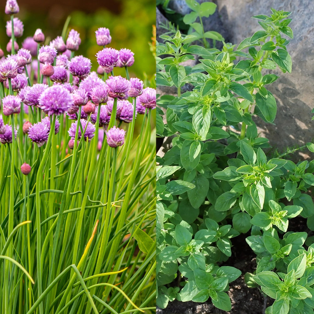 Garden Chives & Oregano Seeds