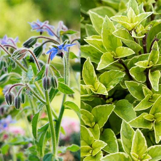 Borrage & Lime Basil Seeds