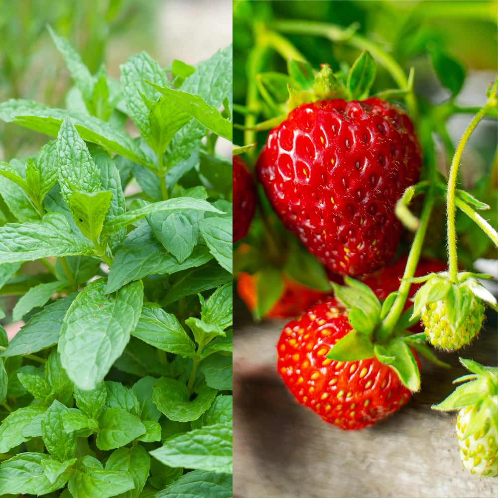 Mint & Strawberry Seeds