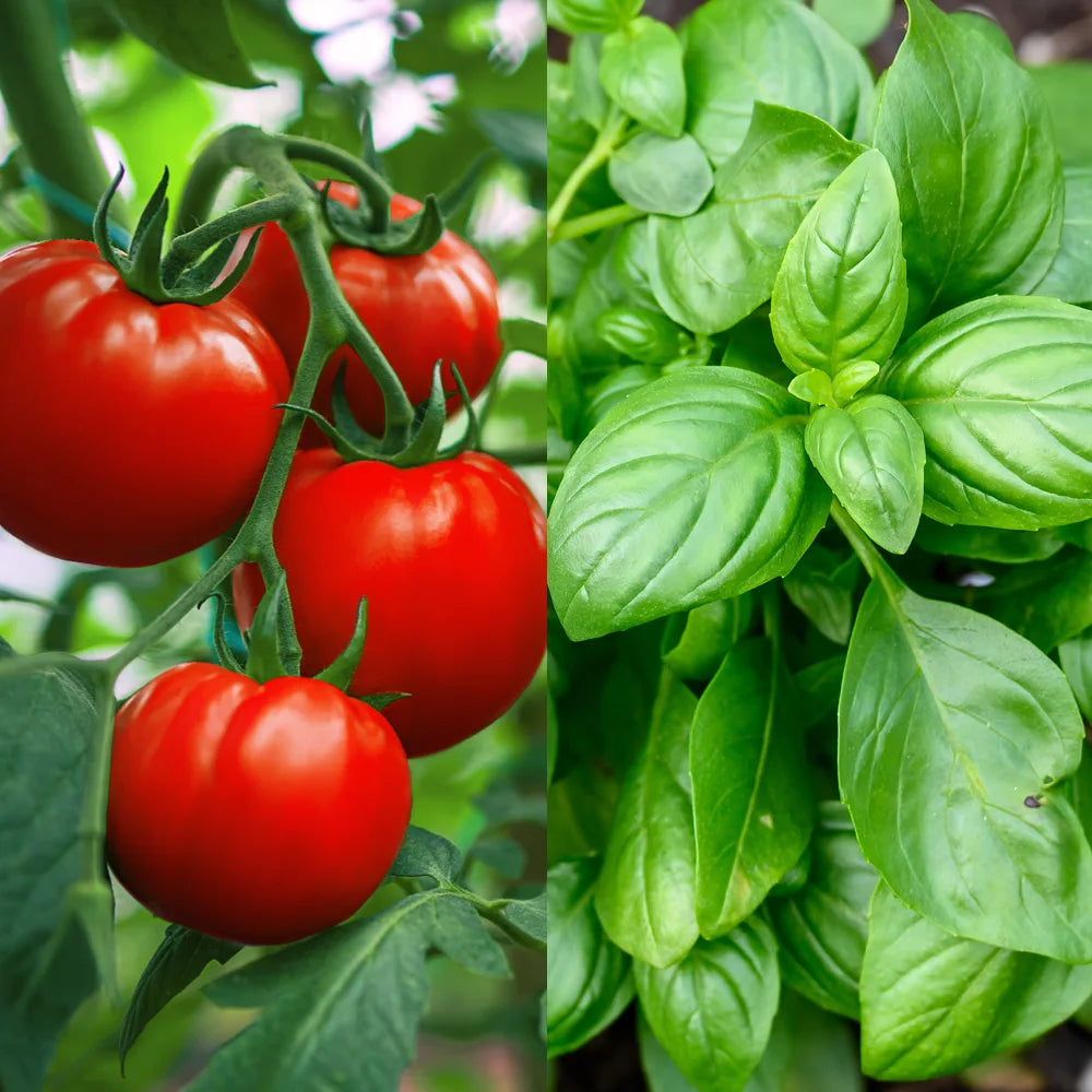 Tomato Moneymaker/Basil Sweet Genovese