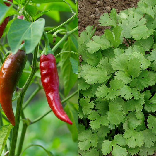 Chilli Cayenne & Coriander Seeds