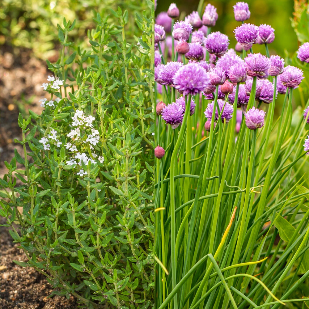 Thyme & Chives Seeds