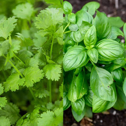 Parsley Italian Giant & Basil Sweet Genovese Seeds