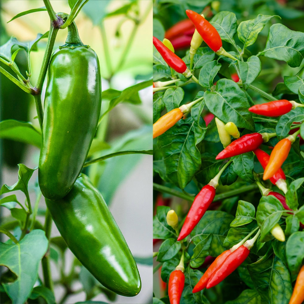 Chilli Jalapeno & Chill Birds Eye (Thai Chilli) Seeds