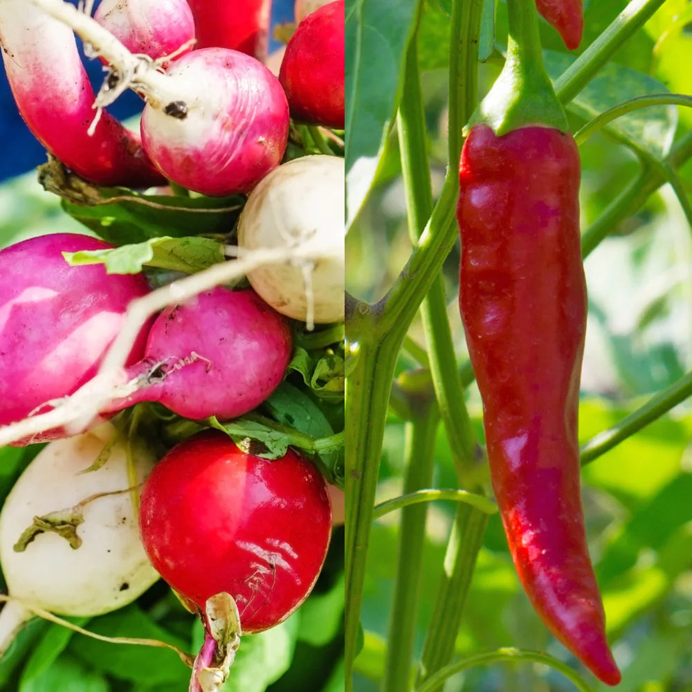 Radish Blush Mix/Chilli Anaheim