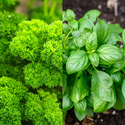 Parsley Moss Curled & Basil Sweet Genovese Seeds